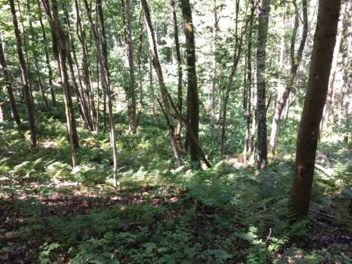 Along the trail.
