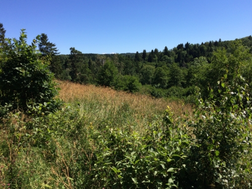 Along the trail.